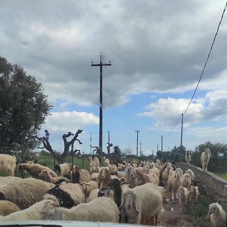 阿利斯泰 Trullo Contrada Stracca旅馆 外观 照片